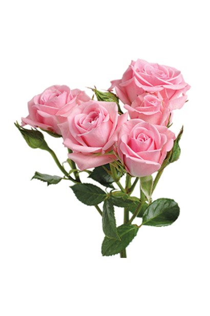 Троянда чайно-гібридна Лідія – букет у мініатюрі